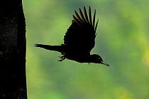 Silhouette of Black woodpecker {Dryocopus martius} flying from nest hole in tree trunk, Vosges mountains, Lorraine, France