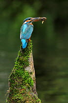 Common kingfisher {Alcedo atthis} perched with fish in beak, Lorraine, France