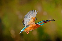 Common kingfisher {Alcedo atthis} female flying to nest with fish in beak, Lorraine, France