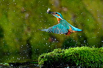 Common kingfisher {Alcedo atthis} coming up out of water with fish, Lorraine, France. Nominated in the Story of a Species category of the Melvita Nature Images Awards competition 2013.