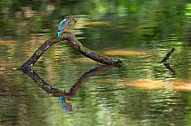 Common kingfisher {Alcedo atthis} perched over water with fish in beak, Lorraine, France