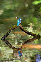 Common kingfisher {Alcedo atthis} perched over water with fish in beak, Lorraine, France