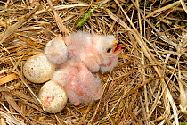 Montagu's harrier {Circus pygargus} chicks and eggs in nest, Lorraine, France