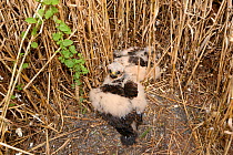 Montagu's harrier {Circus pygargus} fledgling chicks at nest on ground, Lorraine, France