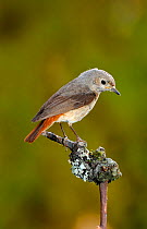 Redstart {Phoenicurus phoenicurus} female perched, Lorraine, France