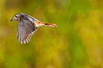 Redstart {Phoenicurus phoenicurus} female flying to nest carrying prey, Lorraine, France