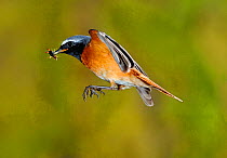 Redstart {Phoenicurus phoenicurus} male flying to nest carrying prey, Lorraine, France