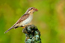 Wryneck {Jynx torquilla} perched on branch with beak full of ant eggs, Lorraine, France