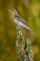 Wryneck {Jynx torquilla} perched on branch, mimicing wood, Lorraine, France