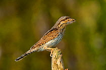 Wryneck {Jynx torquilla} perched on branch with beak full of ant eggs, mimicing wood, Lorraine, France