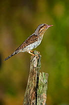 Wryneck {Jynx torquilla} perched on branch with prey in beak, camouflaged as wood, Lorraine, France