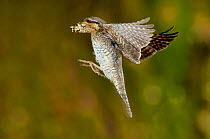 Wryneck {Jynx torquilla} flying to nest hole with prey, Lorraine, France