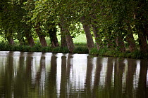 Trees reflecting in the Canal Du Midi near Capestang, Languedoc, France. July.