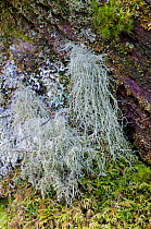 Beard Lichen (Usnea subfloridana) a good indicator of clean air, UK