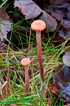 Bicoloured deceiver fungus {Laccaria bicolor}  Sussex, England