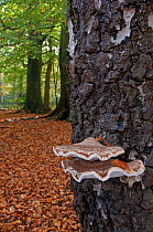 Birch bracket fungus / Birch polypore {Piptoporus betulinus} on Birch tree in beech woodland, UK