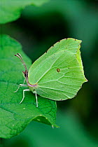 Brimstone Buitterfly (Gonepteryx rhamni) profile portrait with wings closed at rest. UK