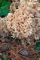 Cauliflower Fungus (Sparassis crispa) parastic on Pine tree, UK
