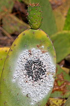 Cochineal insect (Dactylopius coccus) on Prickly pear cactus (Opuntia ficus indica) cultivated for the production of cochineal dye. Guatzia, Lanzarote, Canary Islands