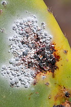 Cochineal insect (Dactylopius coccus) on Prickly pear cactus (Opuntia ficus indica) cultivated for the production of cochineal dye. Guatzia, Lanzarote, Canary Islands