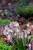 Granny's Bonnets fungi (Mycena inclinata) October, Sussex, UK