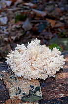 Toothed coral fungus (Hericium coralloides) on fallen Beech branch, Endangered species, Sussex, England
