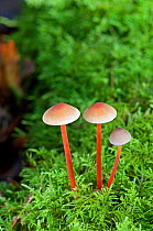 Stainer fungus (Mycena crocata) growing in moss, UK