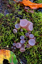 Beech jelly disc fungus (Neobulgaria pura) UK