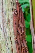 Caterpillar larvae of Owl Butterfly (Caligo sp) grouped together feeding on Palm tree