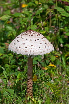 Parasol toadstool (Lepiota procera) UK