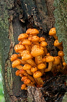 Golden Scalycap fungus (Pholiota aurivella) on Beech tree, Sussex, England