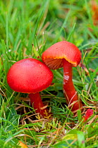 Scarlet Waxcap fungus (Hygrocybe coccinea) UK