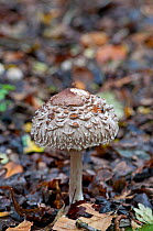 Shaggy Parasol fungus (Macrolepiota rhacodes) UK