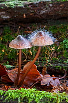 Bonnet Mould (Spinellus fusiger) growing parasitically on Mycena crocata, Sussex, England.