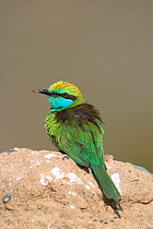 Little green bee-eater {Merops orientalis} perched, sunning, Oman, March