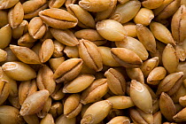 Hard red wheat (Triticum aestivum) seed grains used for making bread, USA
