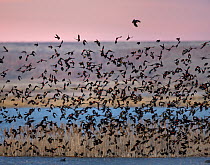 Large flock of Red winged Blackbirds (Agelaius phoeniceus) on Bitter Lake NWR, New Mexico, USA