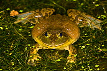 Bullfrog (Rana catesbeiana) male, in man-made pond, Farimount Park, Wissahickon Creek, Philadelphia, Pennsylvania, USA