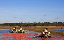Harvesting Cranberry (Vaccinium oxycoccos) crop,  Pine Barrens, New Jersey, USA
