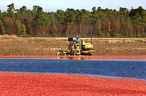 Harvesting Cranberry (Vaccinium oxycoccos) crop,  Pine Barrens, New Jersey, USA