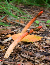 Dog Stinkhorn fungus (Mutinus caninus) Schuylkill Center, Pennsylvania, USA