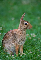 Eastern Cottontail Rabbit (Sylvilagus floridanus) Philadelphia, Pennsylvania, USA