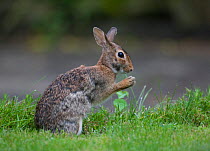 Eastern Cottontail Rabbit (Sylvilagus floridanus) eating clover, Philadelphia, Pennsylvania, USA