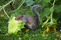 Eastern Grey Squirrel (Sciurus carolinensis) feeding on Sunflower {Helianthus sp}, Philadelphia, Pennsylvania, USA