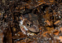 Eastern Spadefoot Toad (Scaphiopus holbrooki)  burrowing into soil, Belleplain State Forest, New Jersey, USA