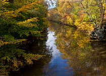 Fall colors along Wissahickon Creek, Fairmount Park, Pennsylvania, USA