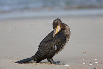 Great / Common Cormorant (Phalacrocorax carbo) with fish tackle stuck in throat, Gateway National Recreation Area, Sandy Hook, New Jersey, USA