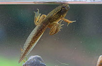 Green Frog tadpole (Rana clamitans) mid stage of metamorph, Fairmount Park, Wissahickon, Pennsylvania, USA