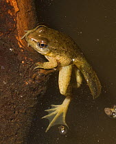 Green Frog (Rana clamitans) froglet with tail remaining, metamorphosing, in man-made pond, Farimount Park, Wissahickon Creek, Pennsylvania, USA