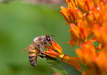 Honey Bee (Apis mellifera) feeding on Butterflyweed flower(Asclepias tuberosa)  Pennsylvania, USA